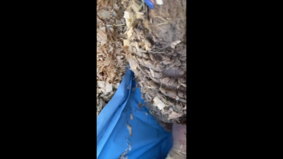 Belle delivery
